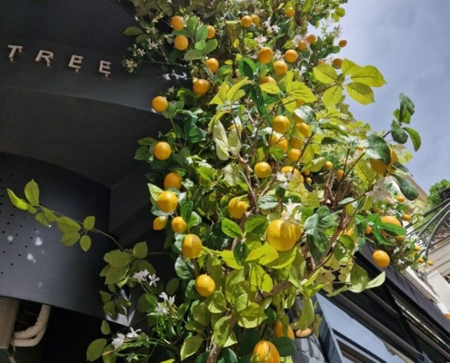 The Lemon Tree Deventer